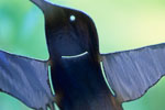 Closeups